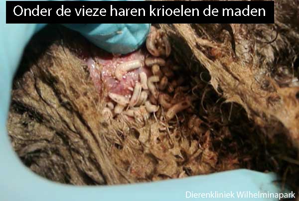 Myiasis bij een konijn. Als de haren vies en aangekoekt zijn wees er bewust van dat dit problemen kan geven!